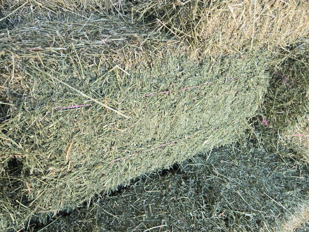 2nd crop Alfalfa Small bales