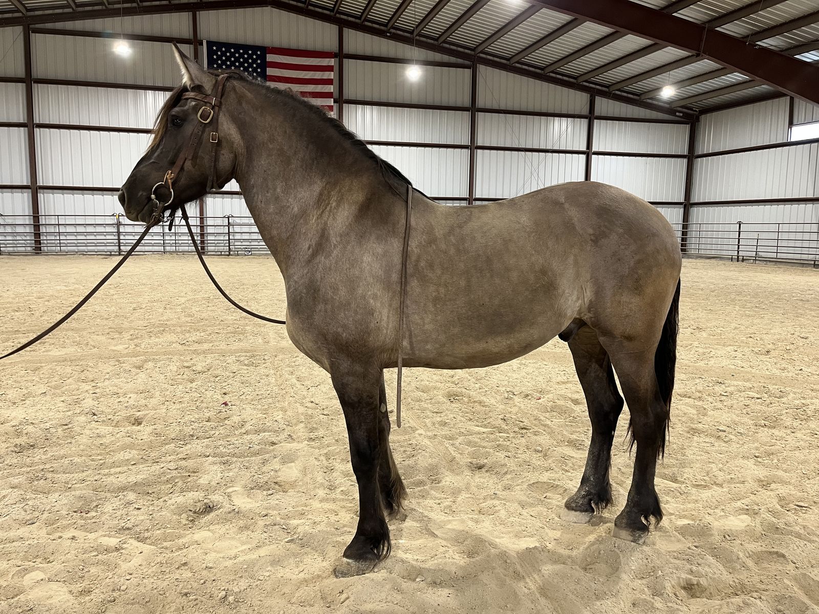 Beautiful Grulla Friesian 1/2 Draft Gelding