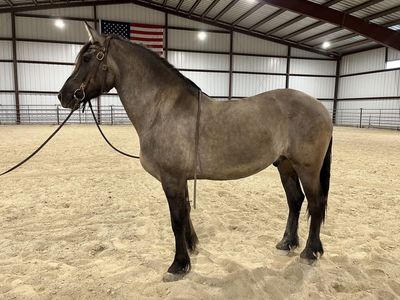 Beautiful Grulla Friesian 1/2 Draft Gelding