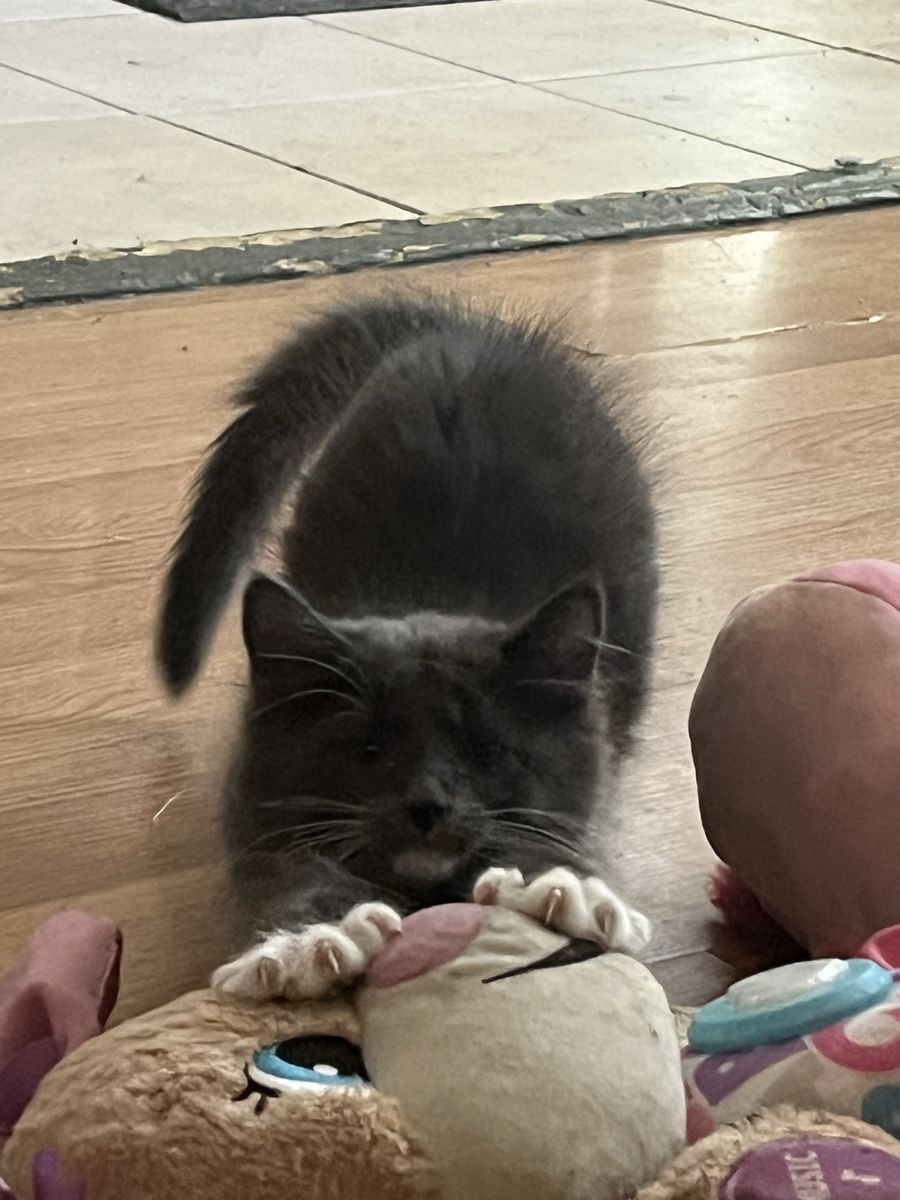 Hypoallergenic Russian blue mix male last one!