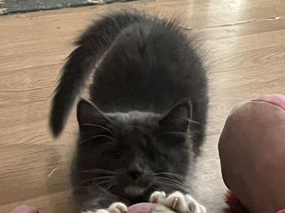 Hypoallergenic Russian blue mix male last one!