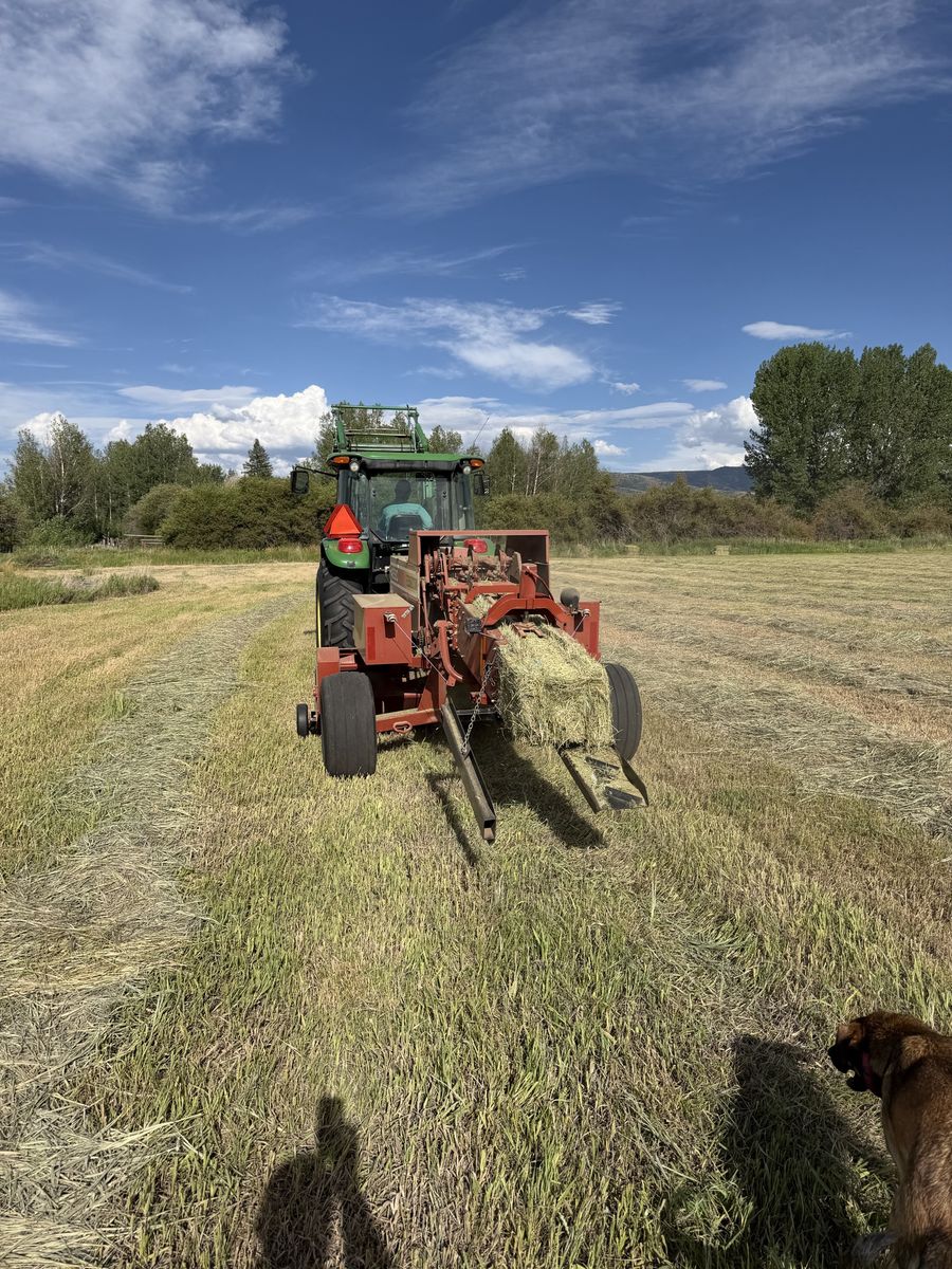 Good Grass Hay