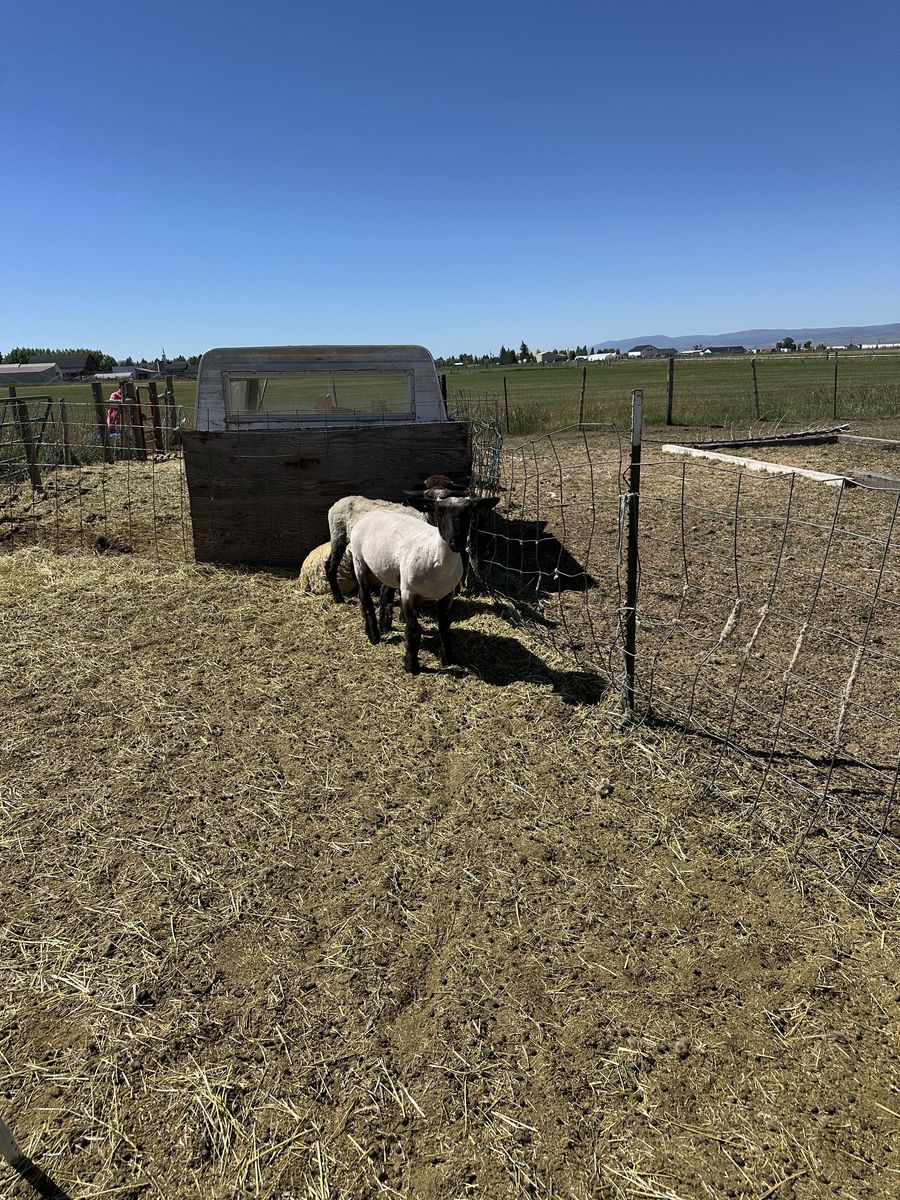 Champion Ewe