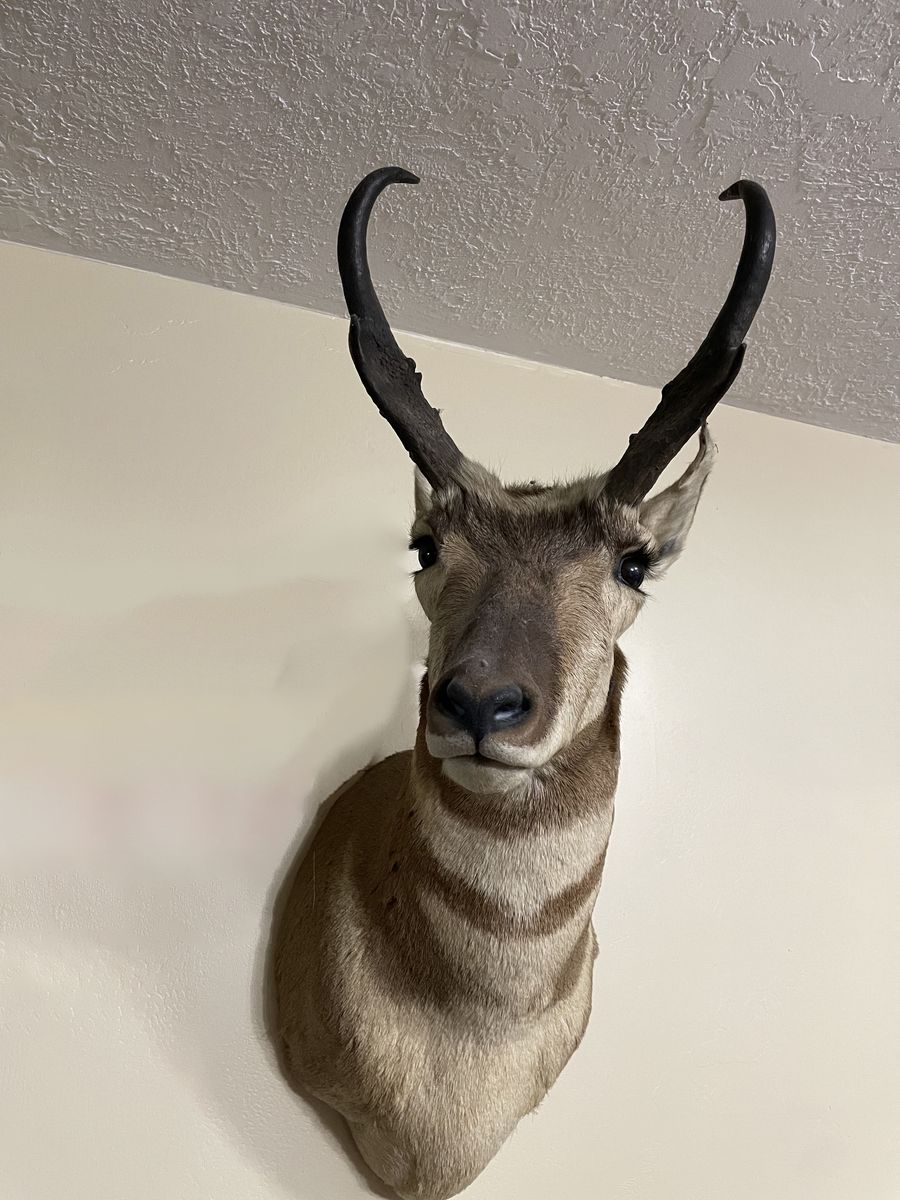 Pronghorn Antelope Shoulder Taxidermy Mount 