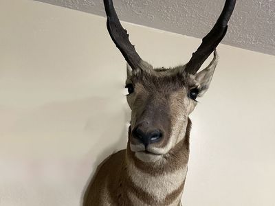 Pronghorn Antelope Shoulder Taxidermy Mount