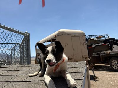 Border Collie