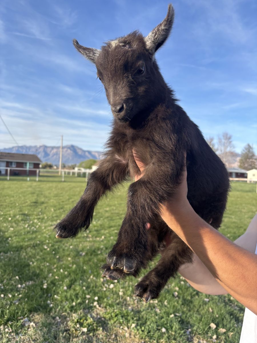 Bottle Babies (nigerian Dwarf)