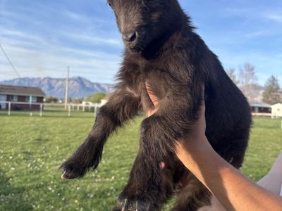 Bottle Babies (nigerian Dwarf)