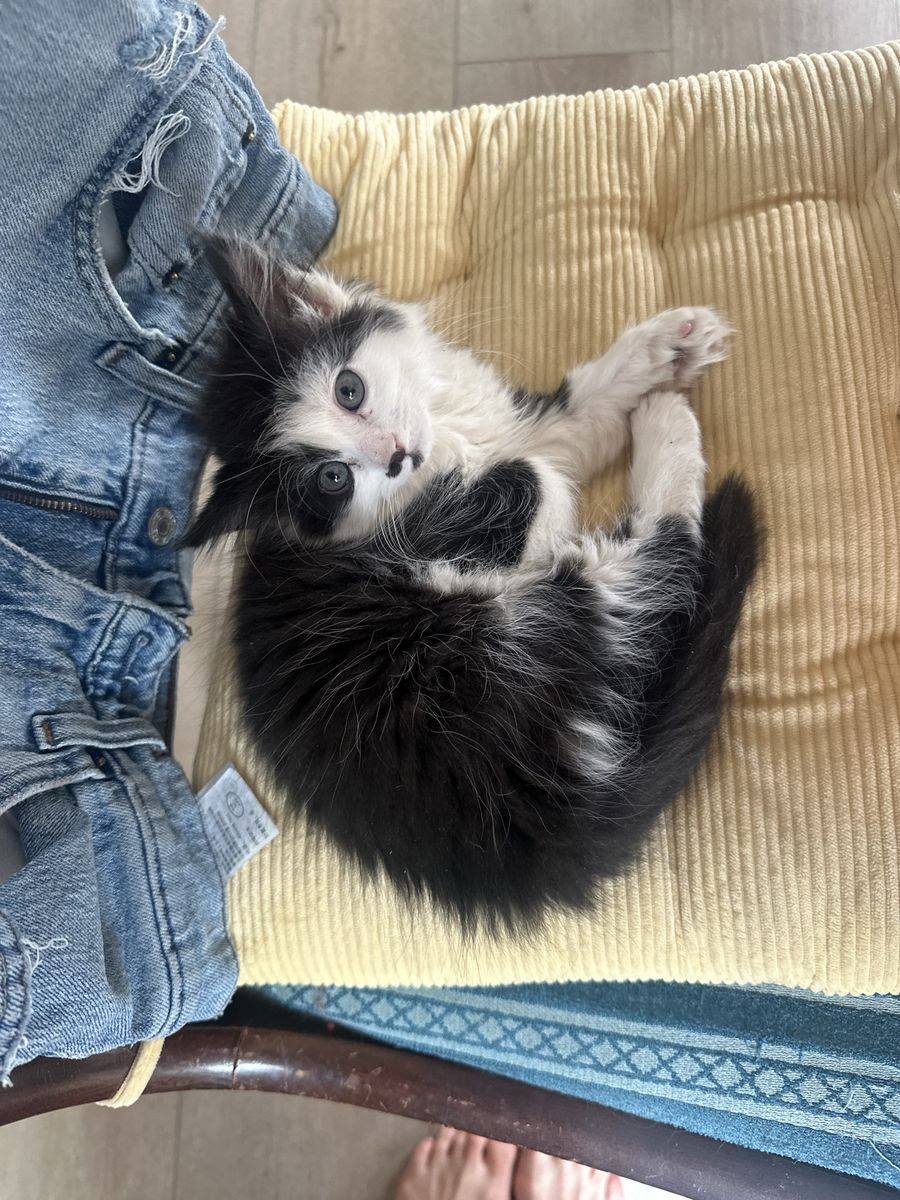 Kittens
