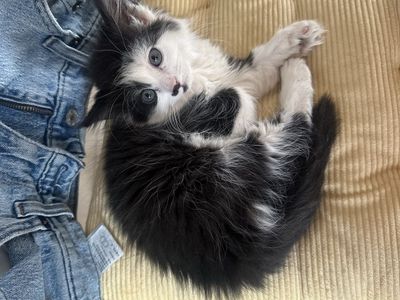 Kittens