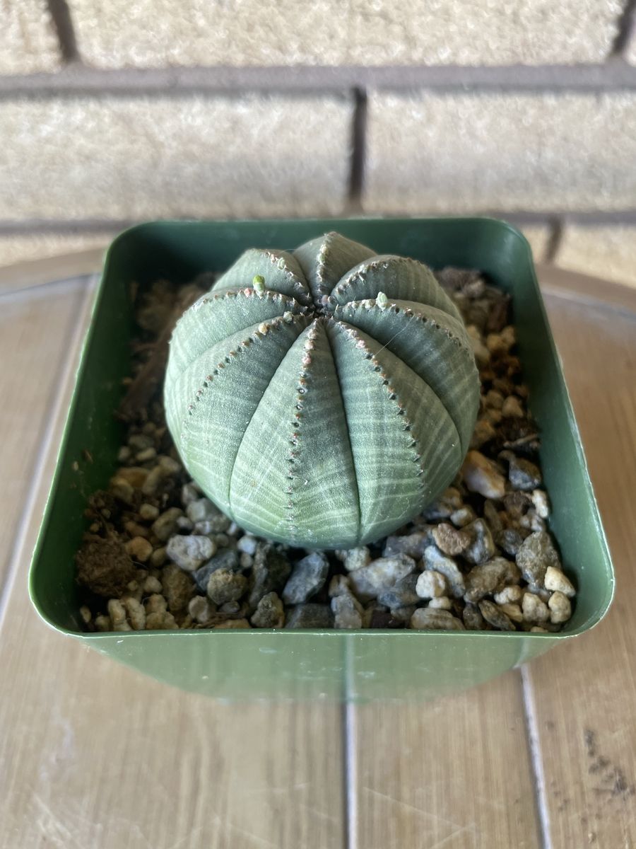 Euphorbia Obesa Baseball Succulent