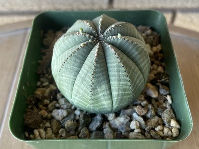 Euphorbia Obesa Baseball Succulent