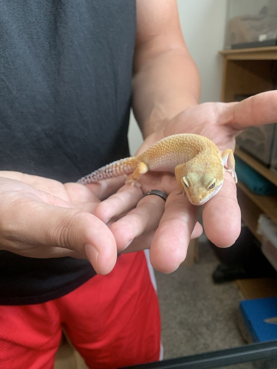 Leopard gecko with enclosure