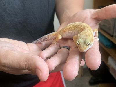 Leopard gecko with enclosure