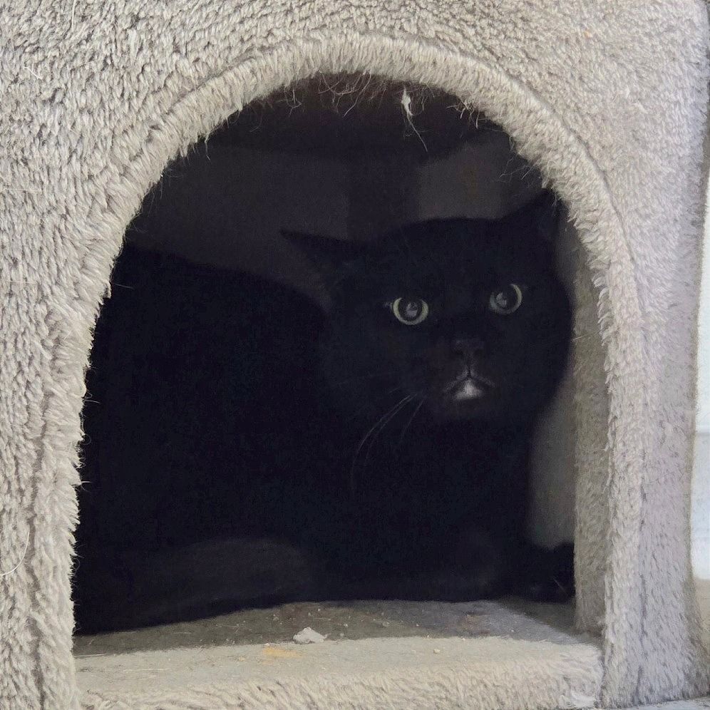 Hello my name is Blizzard