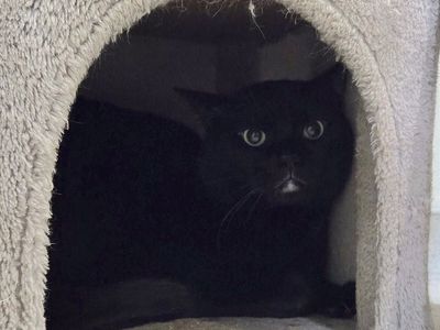Hello my name is Blizzard