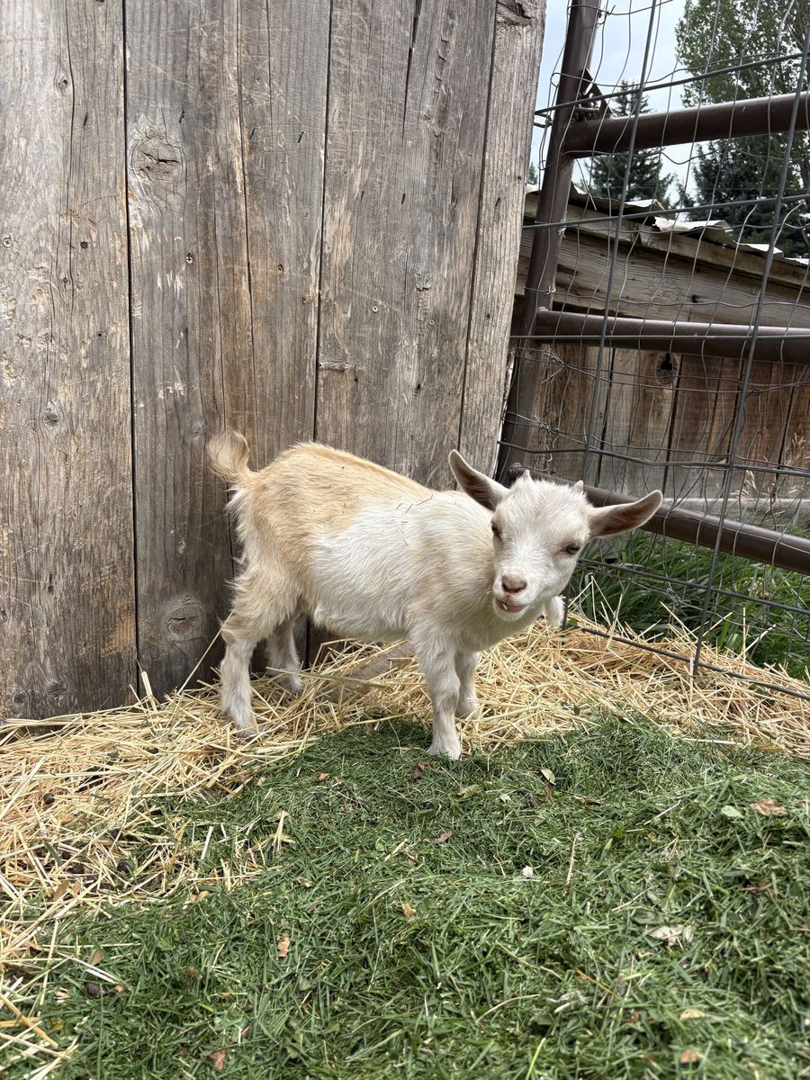5 baby goats for sale price varies on gender