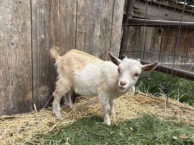 5 baby goats for sale price varies on gender