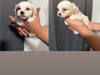 Puppies