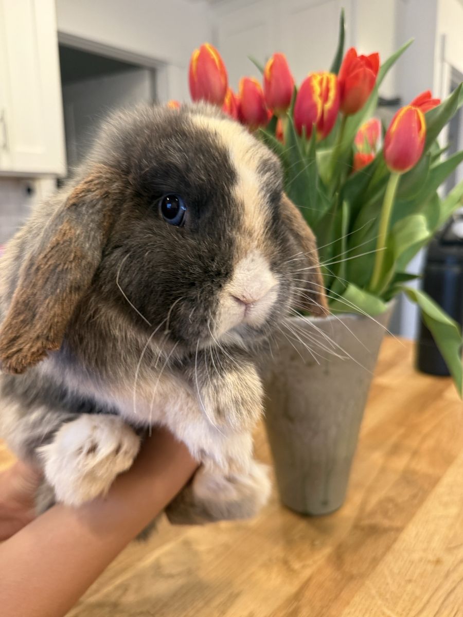 Holland Lop Bunny