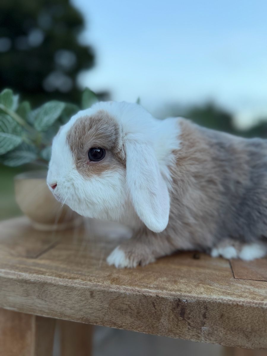 Male Holland Lop