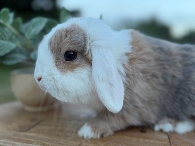 Male Holland Lop