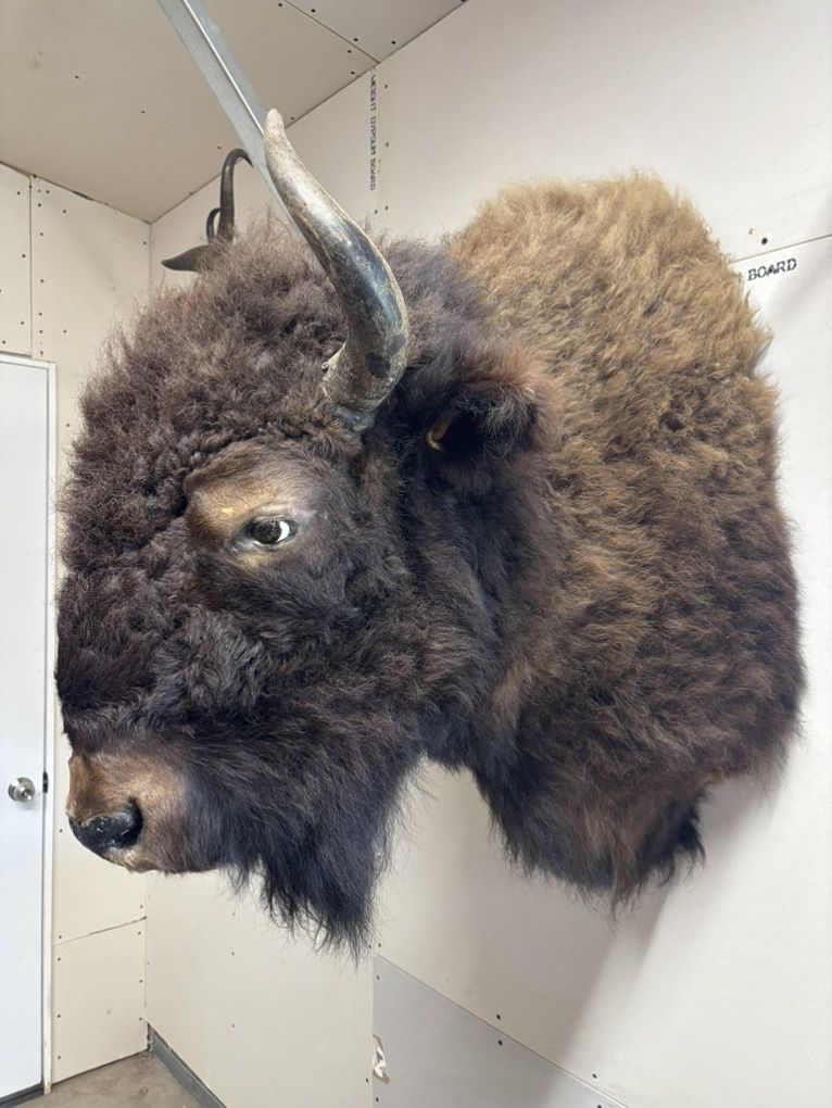 2 Bison Mounts