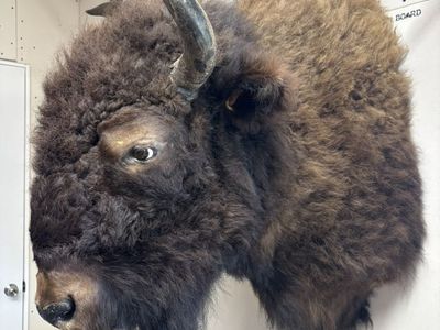 2 Bison Mounts