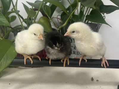 Easter and Olive Egger Chicks -colored Eggs!