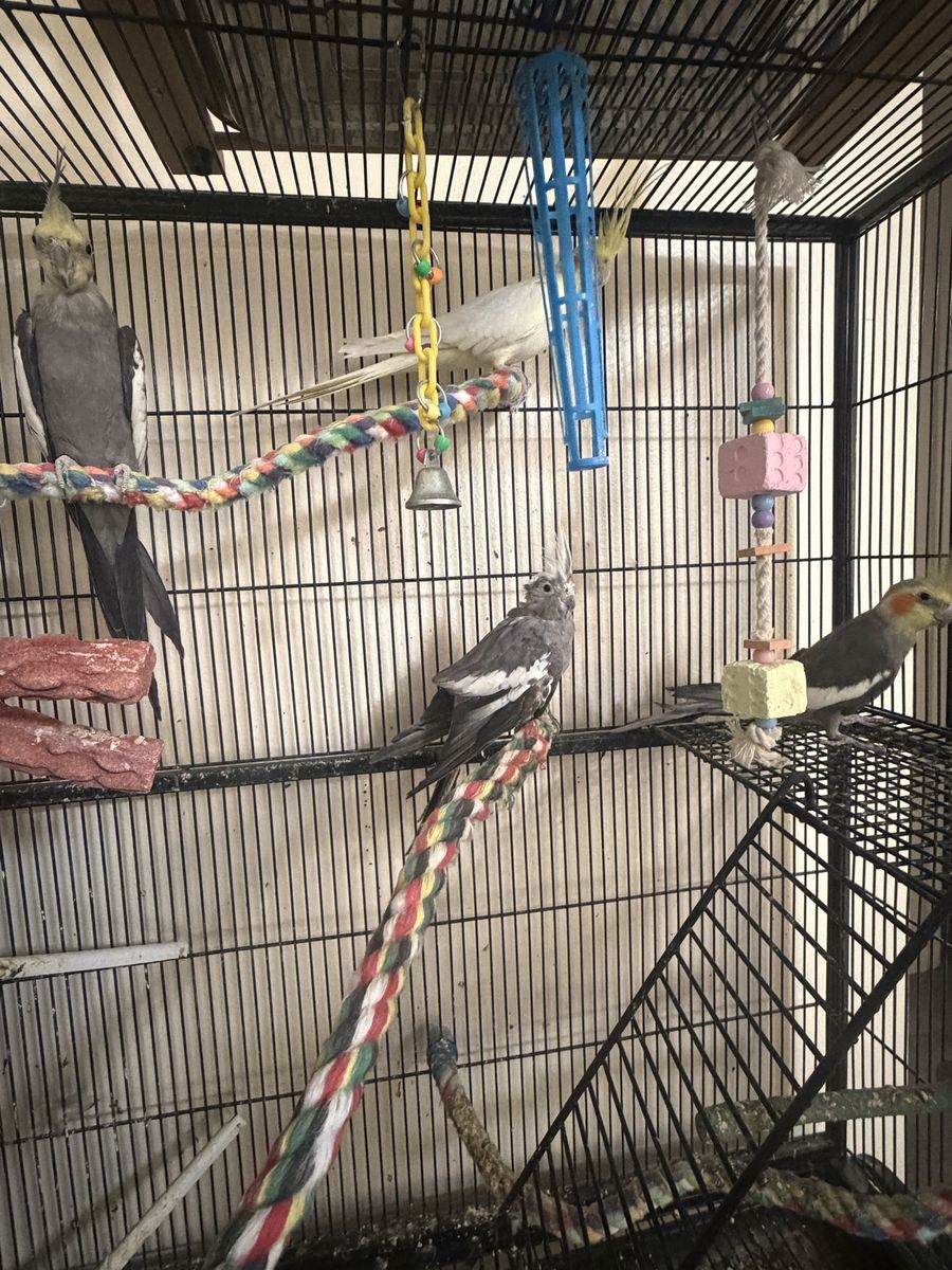 Cockatiels