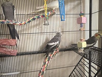 Cockatiels