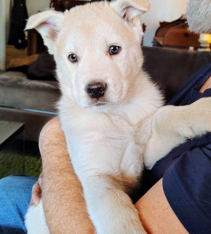 Husky Puppies 1 Male avalable