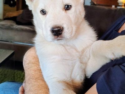 Husky Puppies 1 Male avalable