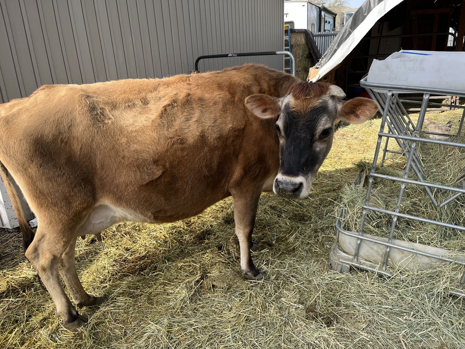 A2A2 Jersey Hand Milk Cow And A2A2 Heifer