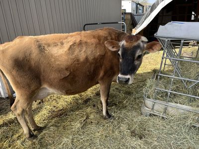 A2A2 Jersey Hand Milk Cow And A2A2 Heifer