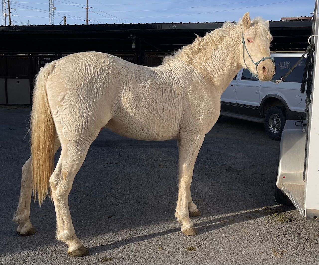 Hypoallergenic HZ Champagne Curly Fox Trotter Stallion / Foxtrotter