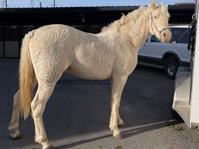 Hypoallergenic HZ Champagne Curly Fox Trotter Stallion / Foxtrotter