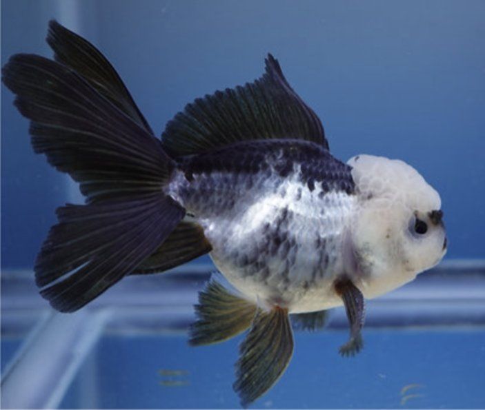 Panda Oranda goldfish