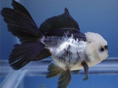 Panda Oranda goldfish