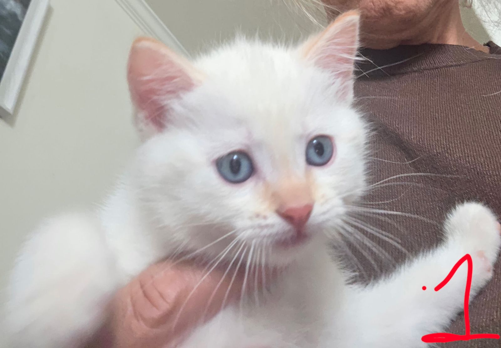 Kittens
