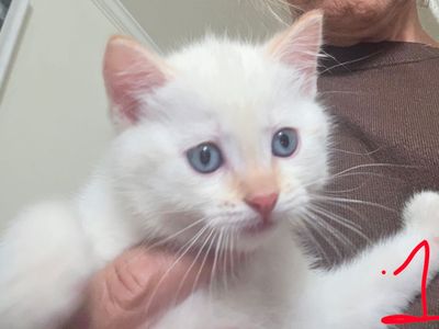 Kittens