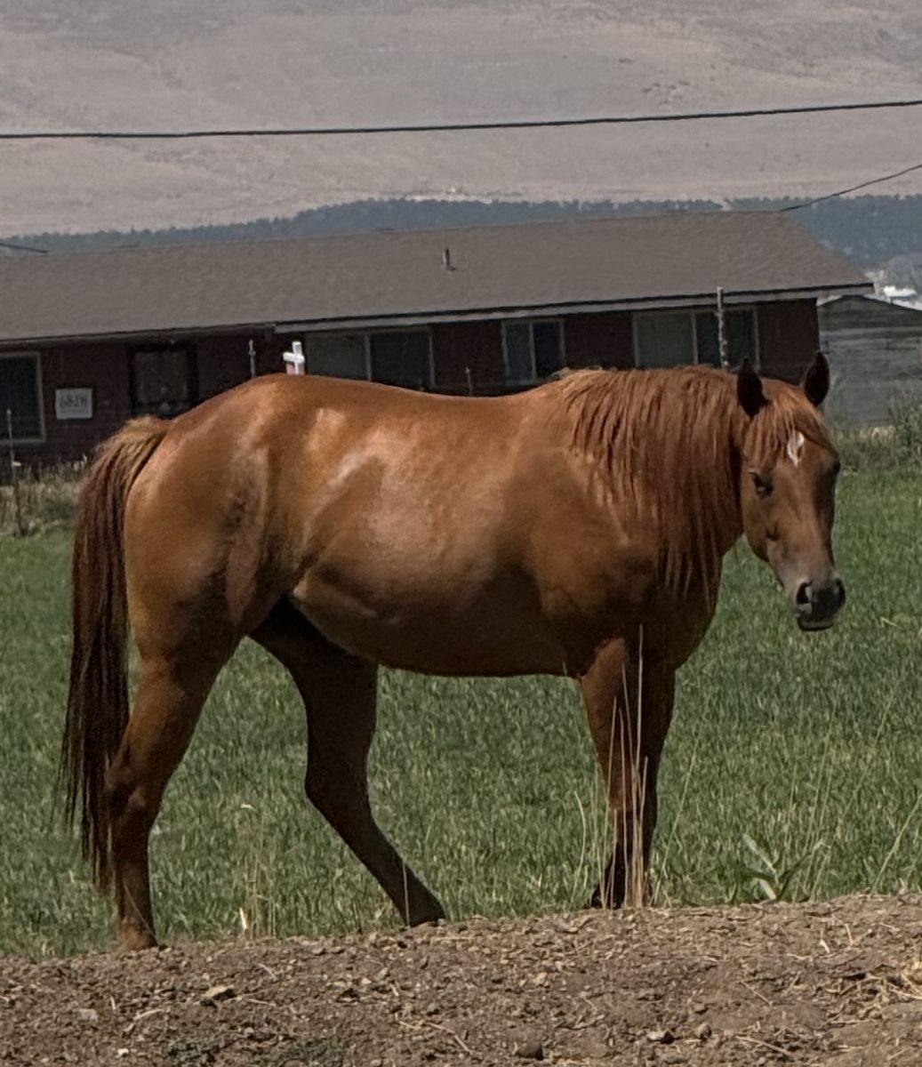 AQHA 3 year old mare