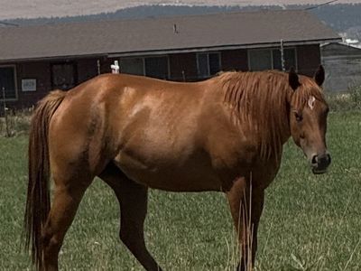 AQHA 3 year old mare