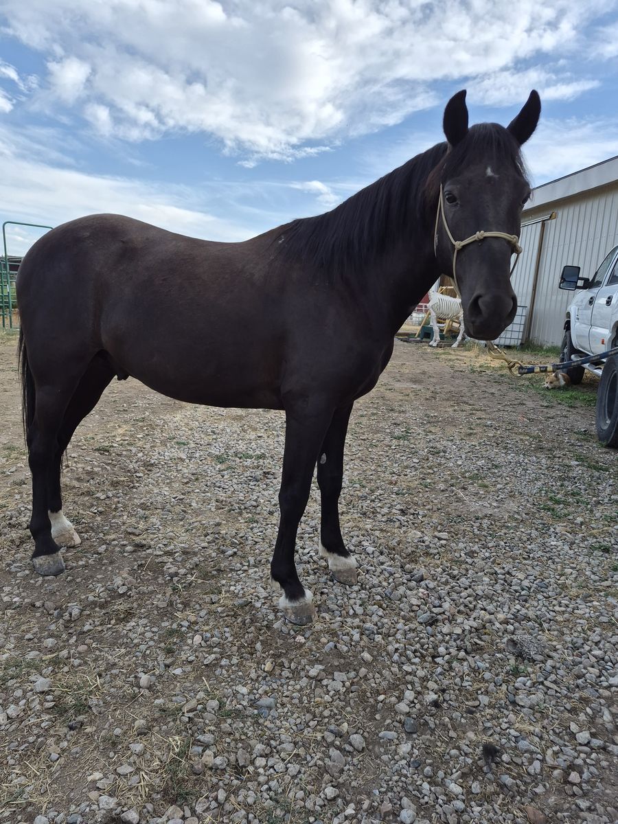Quarter Pony Gelding