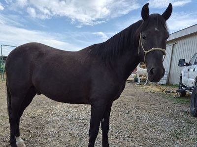 Quarter Pony Gelding