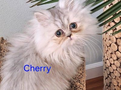 Purebred Silver Chinchilla Persian Kittens