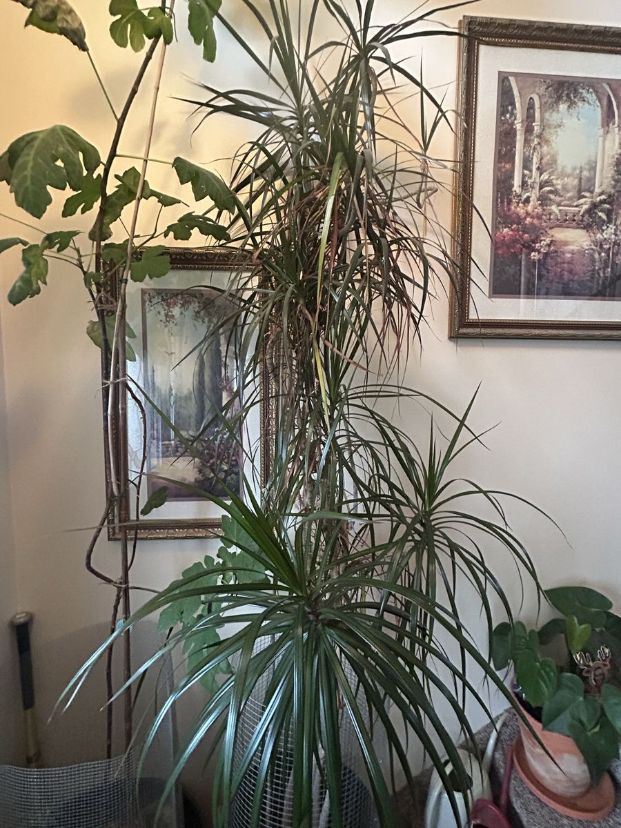 8 Feet Tall 20 Years Old Dracenea Potted Tree