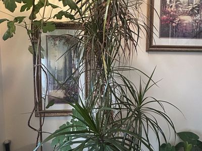 8 Feet Tall 20 Years Old Dracenea Potted Tree