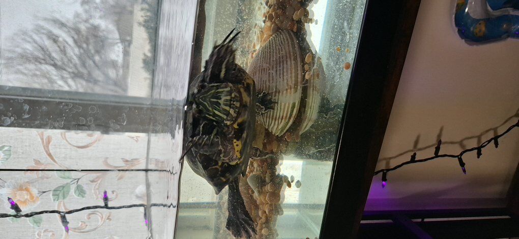 $20 Turtle with Tank and EVERYTHING