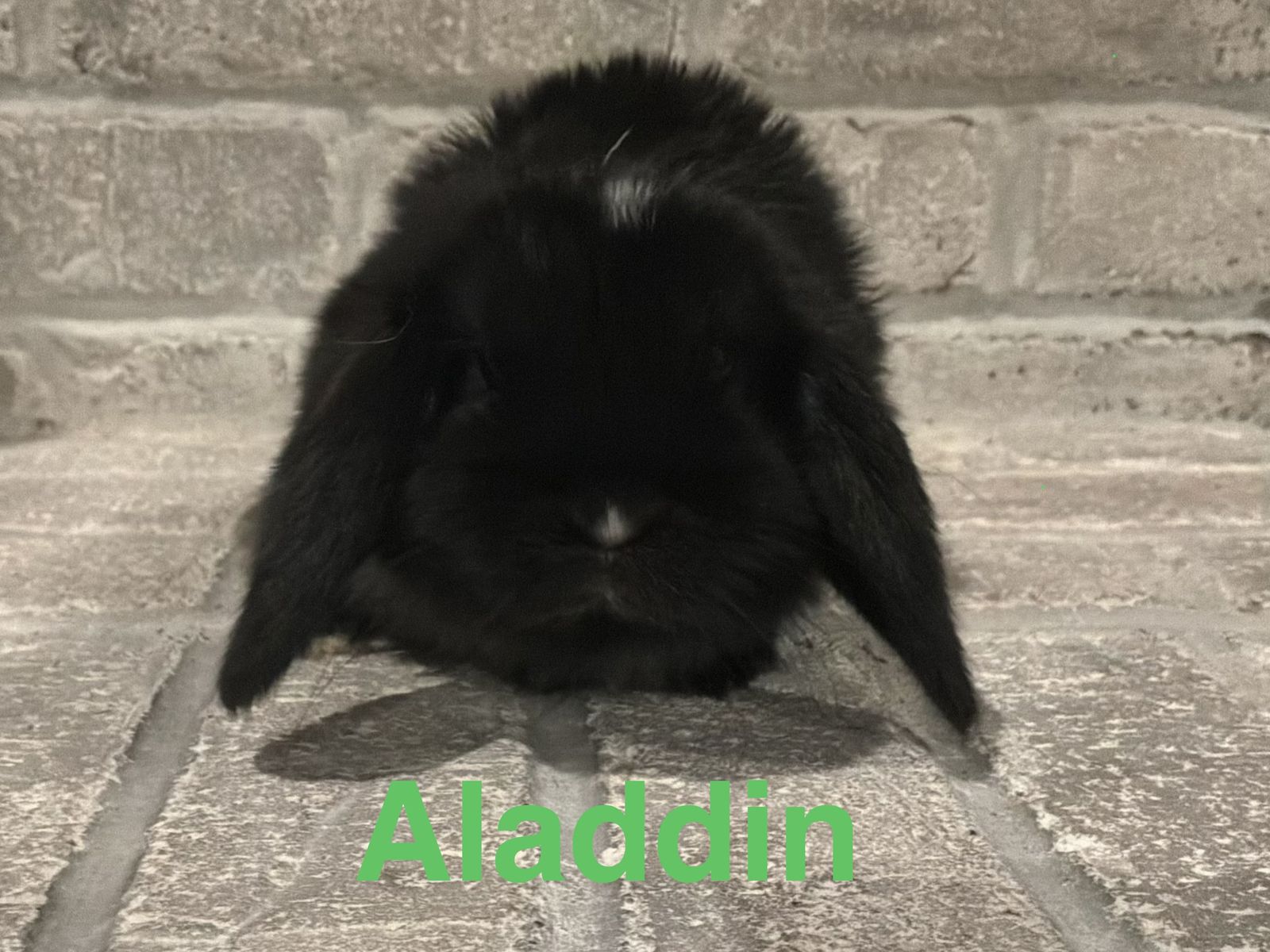 Adorable Holland Lop Bunnies Pedigreed